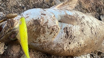 Câu lure cá chẽm đầm mới, địa hình chà khắp nơi, tình hình cá sẽ như thế nào