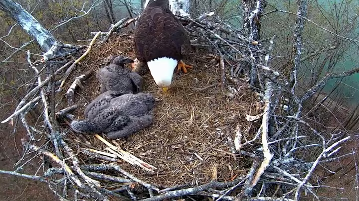 Ep#145 #baldeagle | Review mother bird brings food to feed her chicks | bird nest with nature life