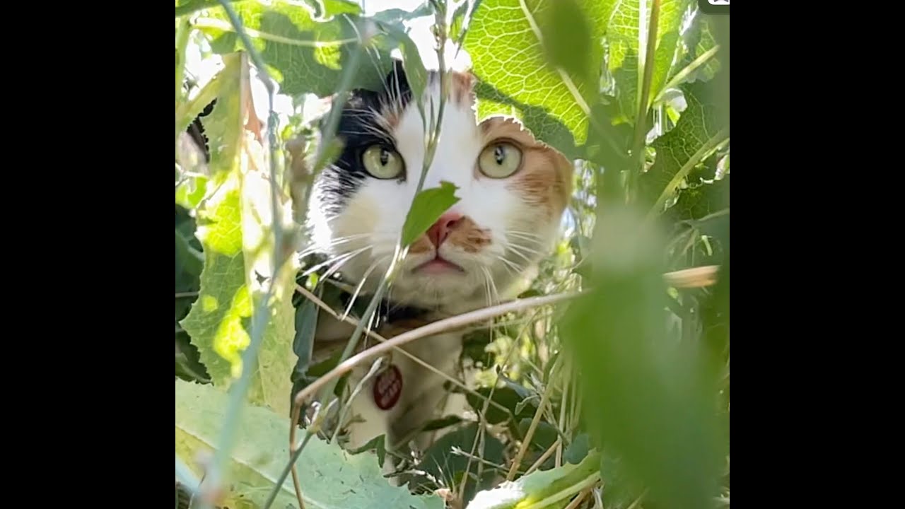 The Hunt - Zero Player Game