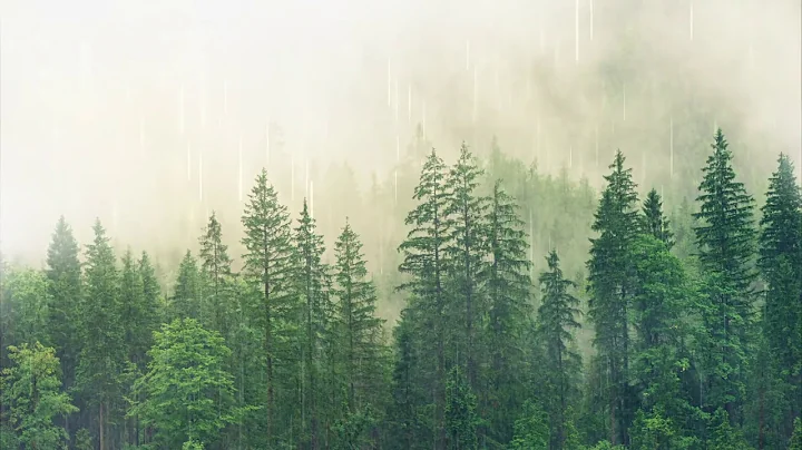 Can trees cry? (2023)