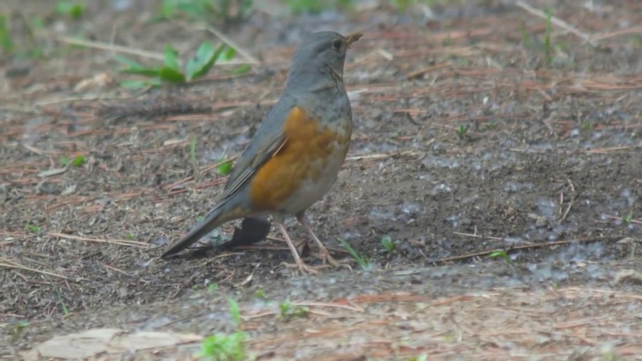 Grey-backed Thrush 