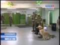 K9 Police Dog Training - Military Dog Competition K9 Police Dog Training - Military Dog Competition