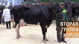 Показ молочного КРС. Голштинской породы .Выставка Золотая Осень 2017. Показ молочного КРС. Голштинской породы .Выставка Золотая Осень 2017.