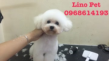 Cắt tỉa lông chó Poodle siêu đẹp - Linopet.net