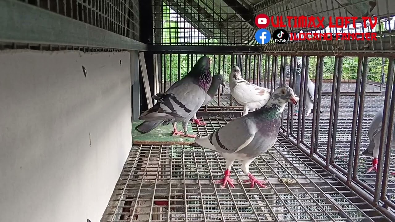 DROP TRAP NAIKABIT NA SA DREAM LOFT