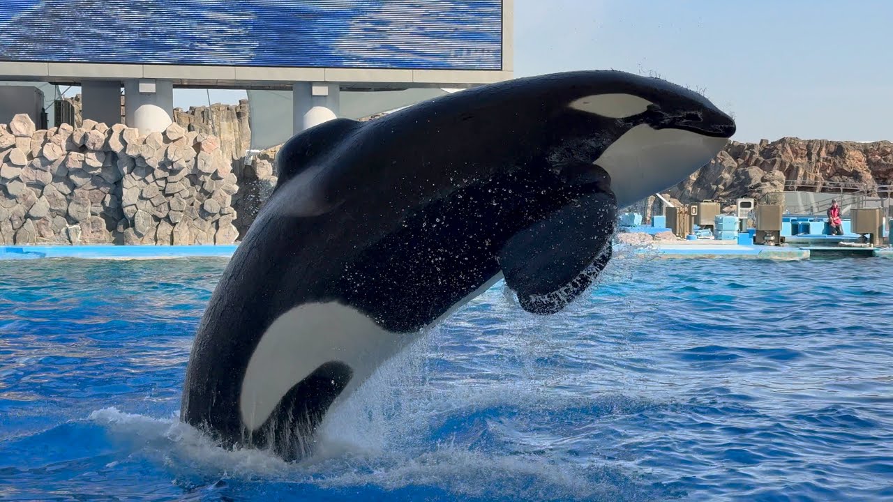 シャチ アースくんとリンちゃん ぷかぷか浮いています【名古屋港水族館