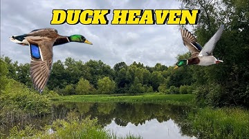 DIY Duck Hunting Pond Results
