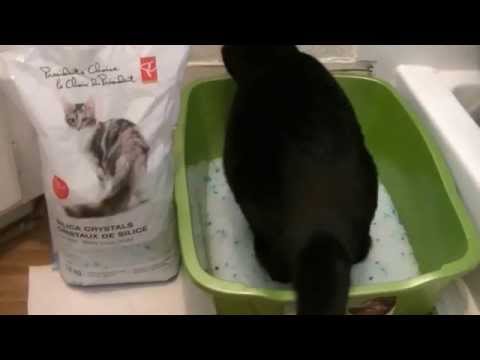 best-cat-litter-to-buy!-silica-crystals-review!-#catlitter