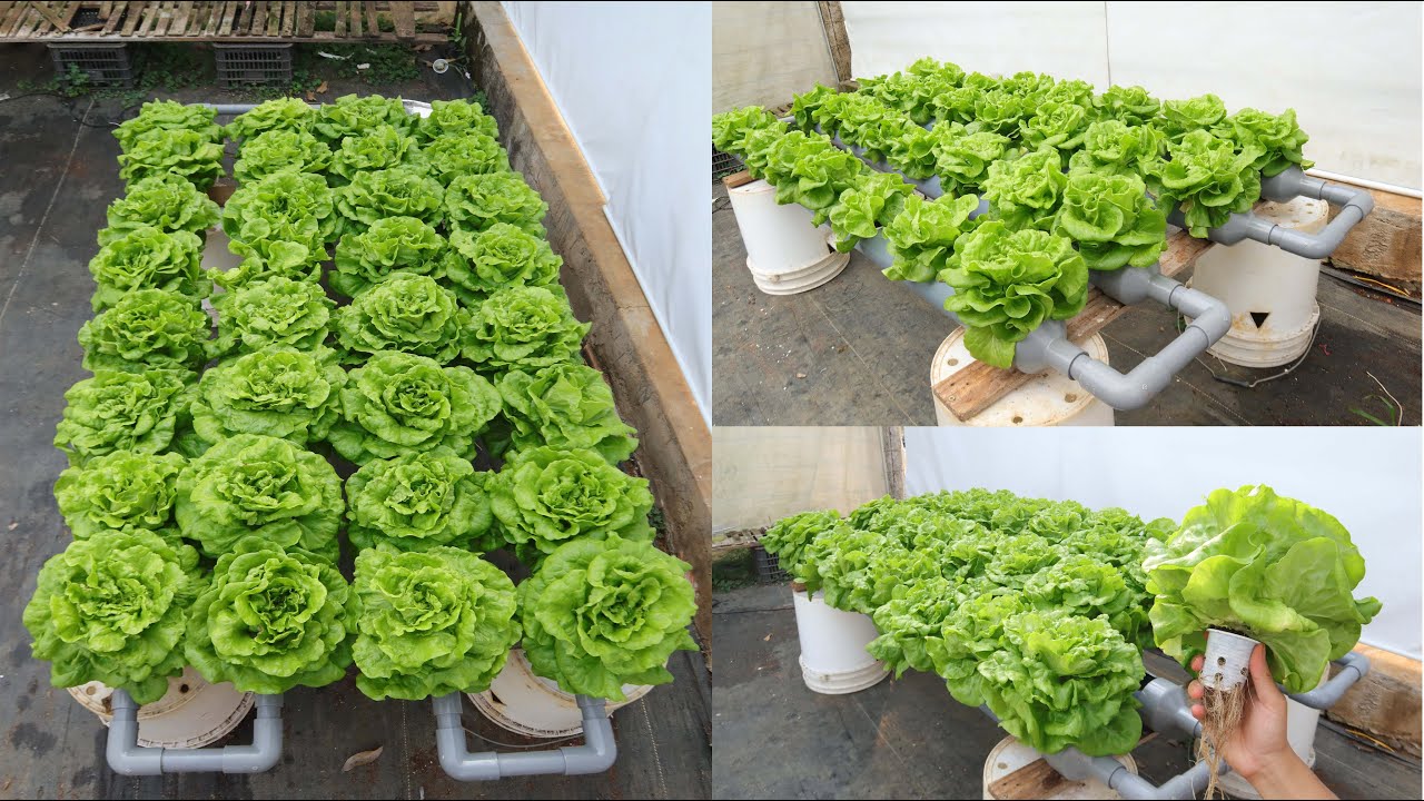 No Watering - No Soil - Super Simple Hydroponic Vegetable Garden At ...