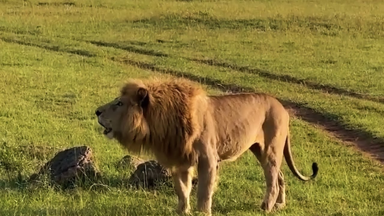 Male Lion Calling his Dead Brother | Bron calling Late Omokale | 12 January 2026