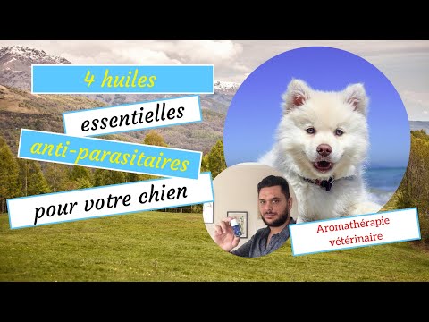 Vidéo: Quelles huiles sont bonnes pour la peau d'un chien?