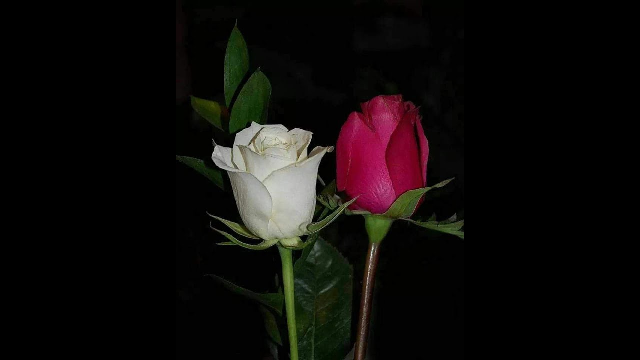 Samreen's Kitchen live gup shup