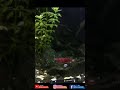 shrimp eat moss #2