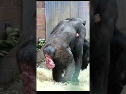 Bald Chimpanzee Alice and Her Adorable Baby! Tribute To Baby