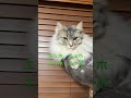 エッホエッホの歌#cat #ねこ好きさんと繋がりたい