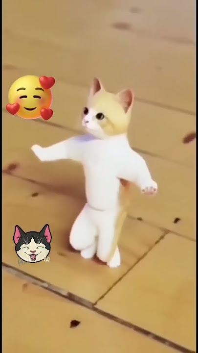 😻😽😽patali kamariya boli hi hi hi funny video ayaan Kitty channel😻😻😽