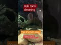Fish tank cleaning- EASY way #fishtank #shorts #heatwaves
