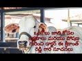 Ongole cattle characters and feeding