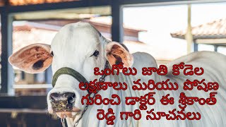 Ongole cattle characters and feeding