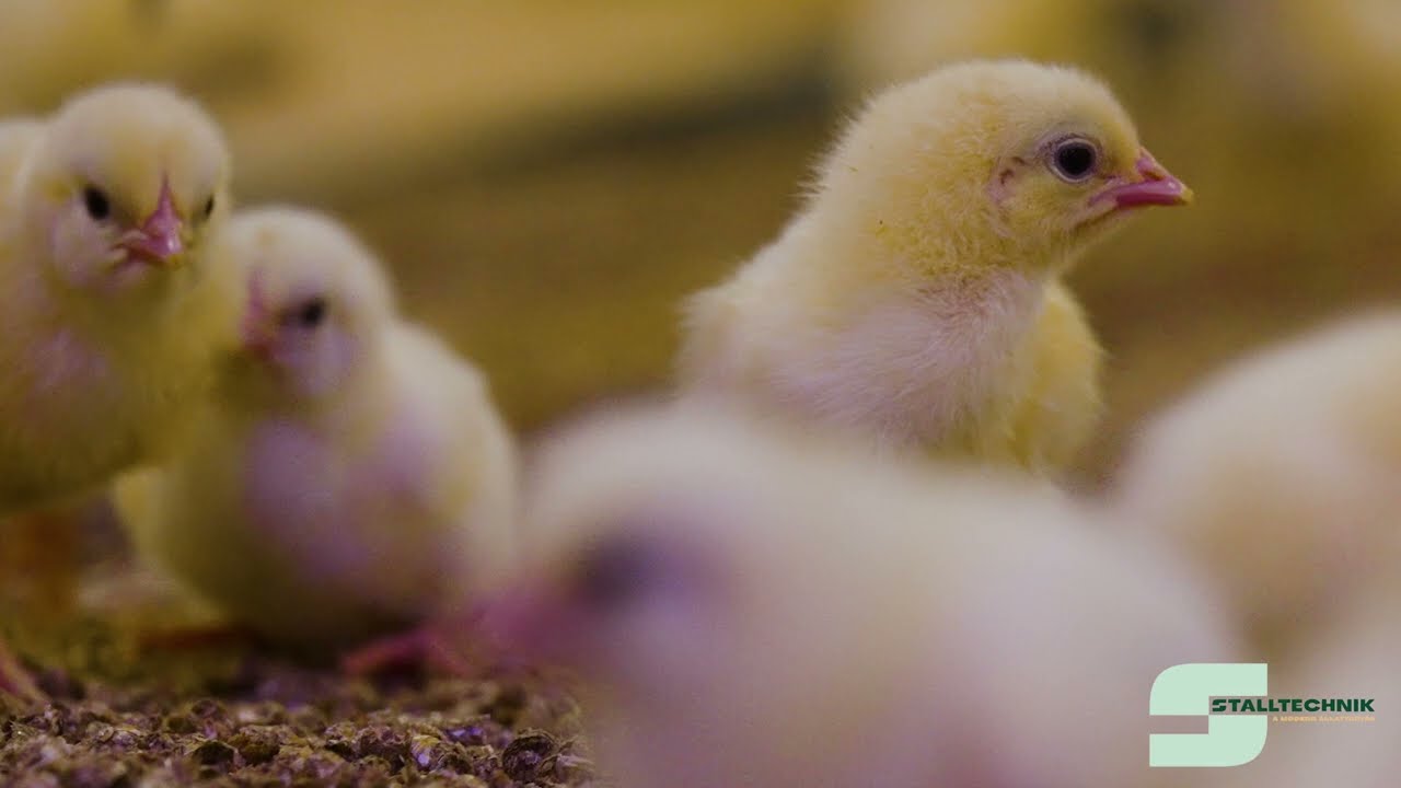 Stalltechnik-B Service Kft. - Baromfi telep