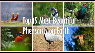 Top 15 Most Beautiful Pheasants on Earth