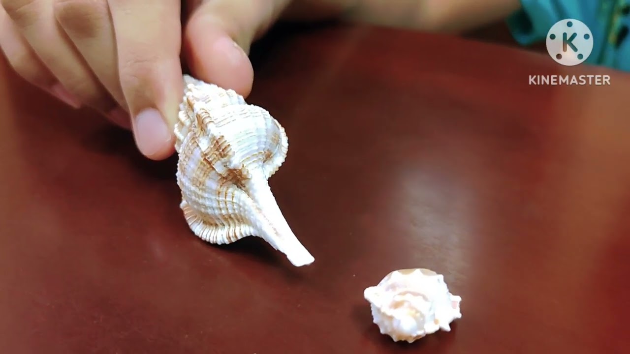 Seashell Series : The Malabar Murex (Vokesimurex Malabaricus)
