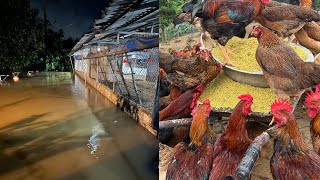 Chicken Farm Flooded – Rescuing 2,000 Chickens – Processing Cheap Feed For Free Range Chickens