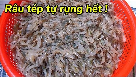 Râu Tép Tự Rụng Hết !! Bí quyết làm sạch râu tép đơn giản không cần d a o kéo