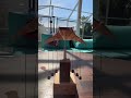🐟🪵 Floating Elegance of a Wooden Manta Ray ✨#MantaRay#WoodenArt#KineticArt