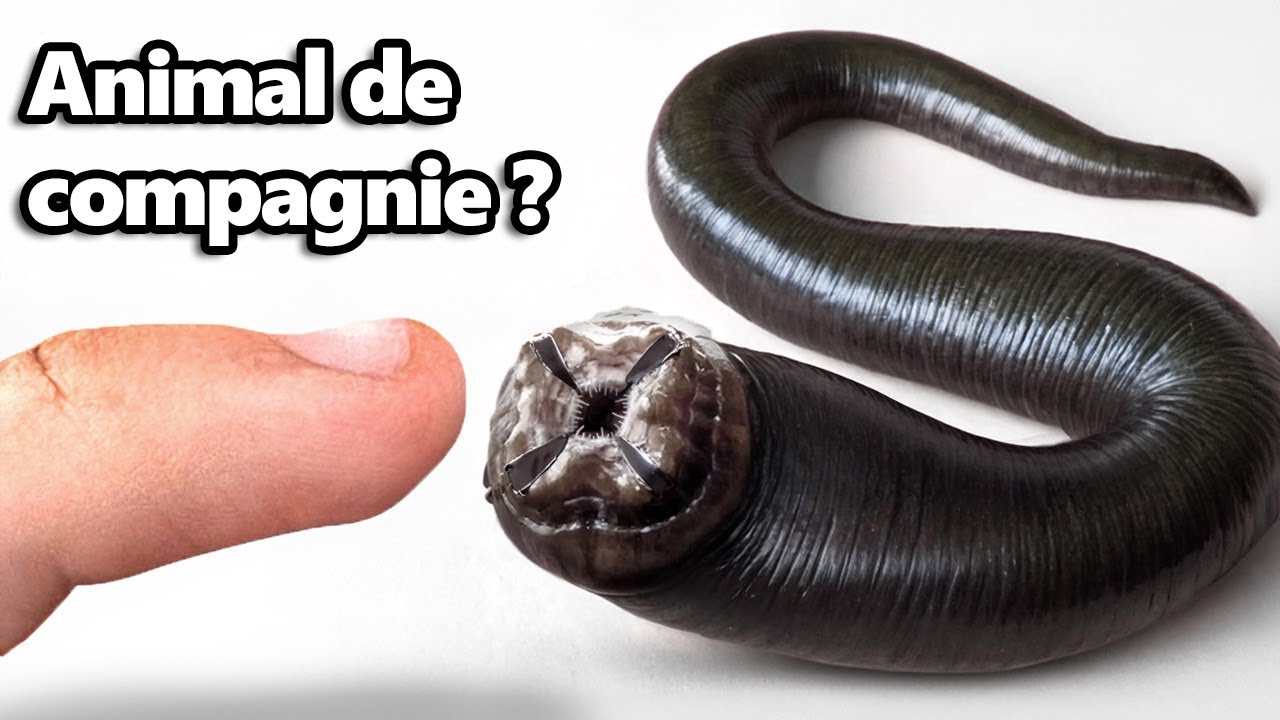 J’ai eu une Sangsue Comme Animal de Compagnie (oui, vraiment)