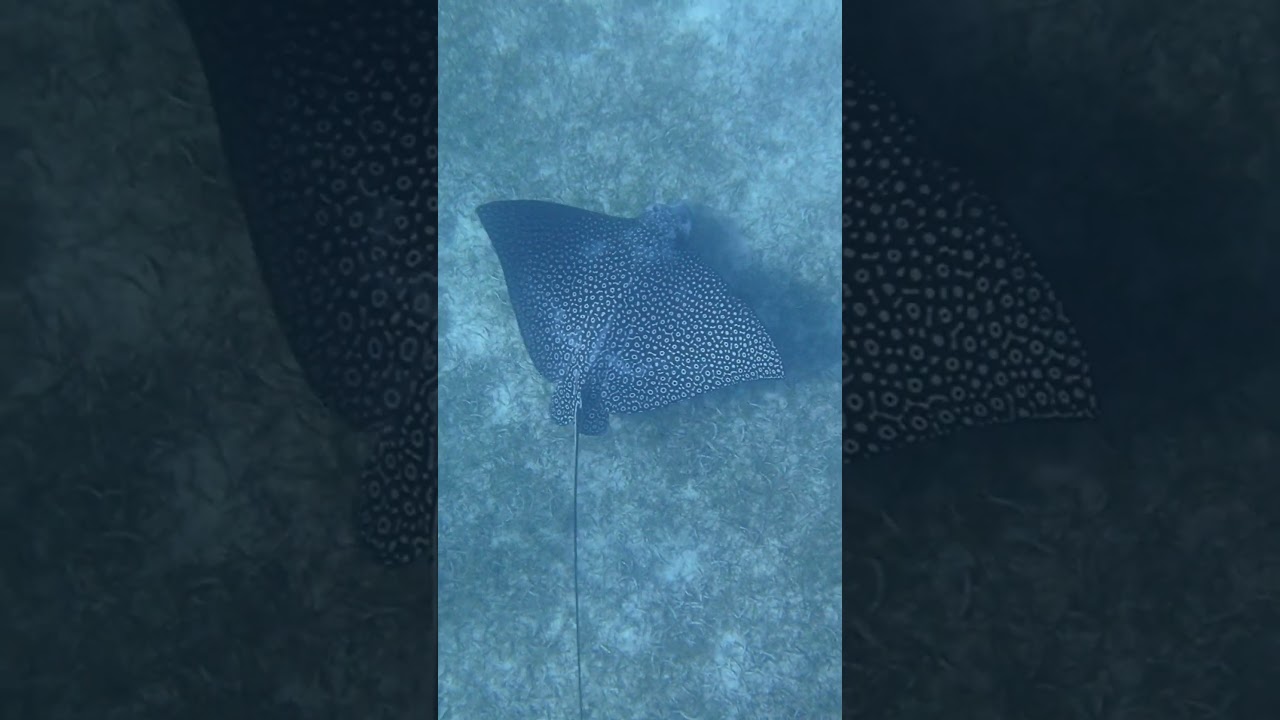 Look how adorable she is, gracefully gliding over the seabed floor in search of a snack.