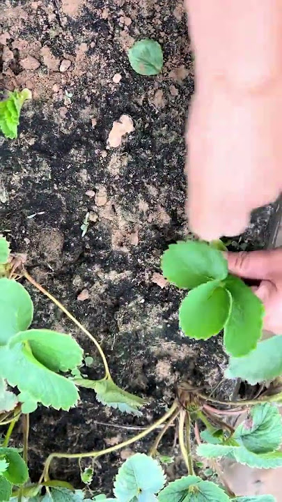 #The wind comes from the east #Each province has its own seafood grid #Each province has i   #73885