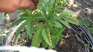 Outdoor Medical Marijuana - A couple seedlings