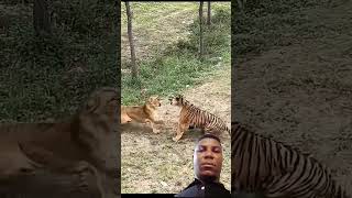 Tiger vs Lioness #tiger #lion #animals #wildlife #leopard #nature #odicoingod