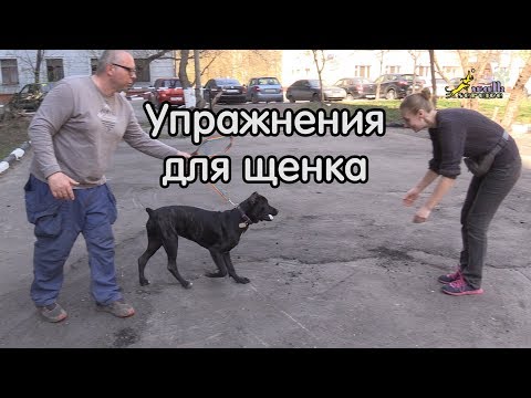 Дрессировка щенка кане корсо, много упражнений Дрессировка щенка кане корсо, много упражнений