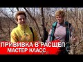 Прививка в расщеп мастер класс