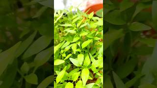 Gardening #plants #garden #gardening #gardentour #my #happy #soundarya #visionforward #like #shorts