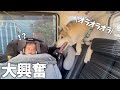 初めて家族みんなでお出かけしたら愛犬ハスキーが大はしゃぎでパニックにwww