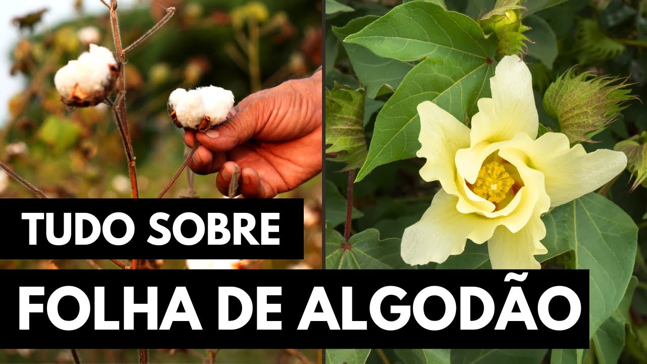 Folhas De Algodão Serve Para Que - FDPLEARN