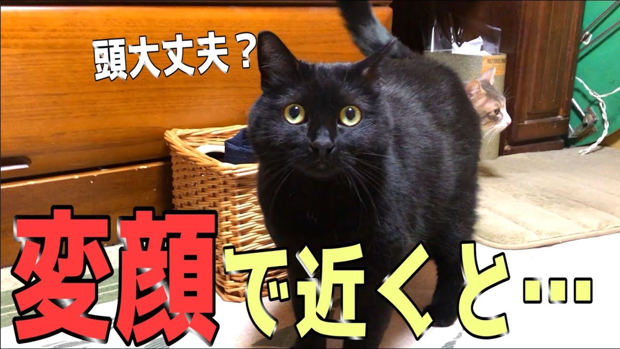 猫の目の前で変顔した時の反応が面白すぎたwwww Youtube