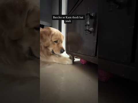 एक बोल नी निकल रही है रियो से और रोने लग गया #doglove #funny #comedy #viral #trending #sorts