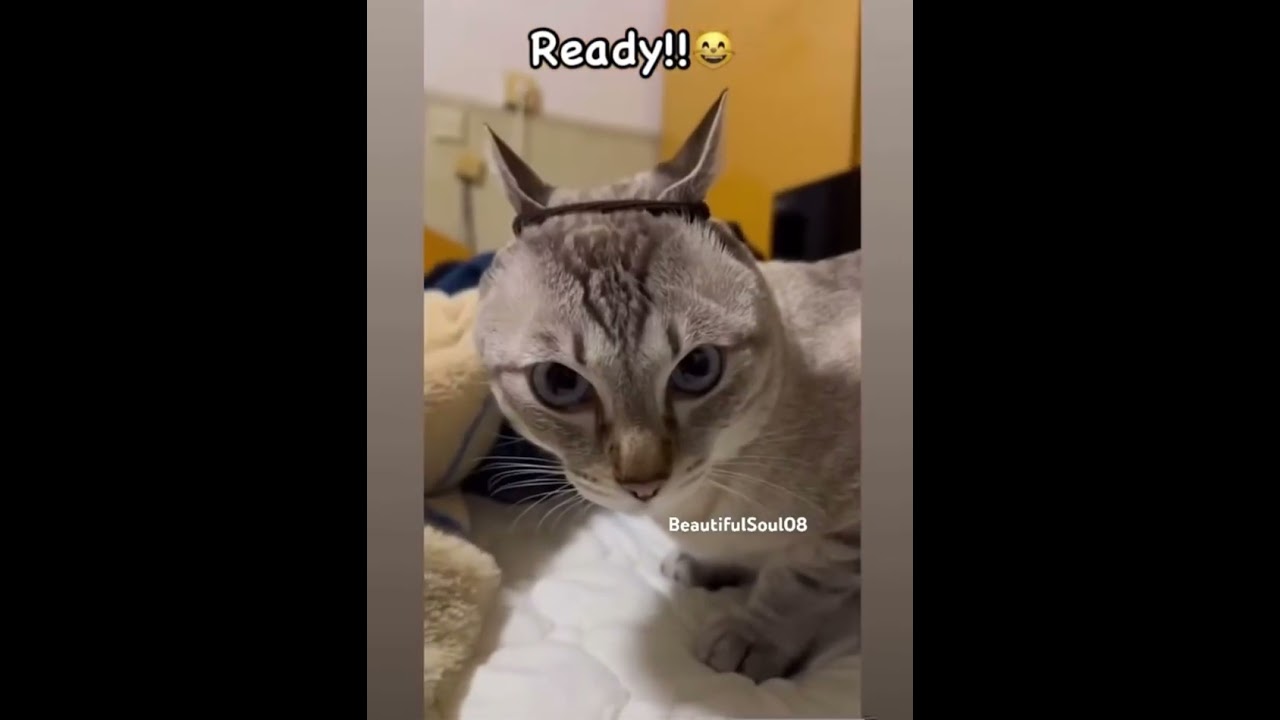 Paz Lenchantin as a cat. If you know, you know. 