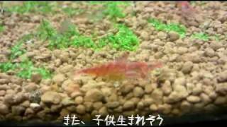 本日の水槽 20100712