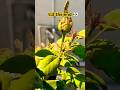 Rose flowers update in step by step video #shorts #yt #youtubeshorts #ytshorts