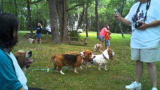 2011 Basset Bash