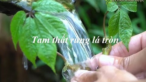 Tri thức thảo dược - số 6 - Tam thất rừng lá tròn, tam thất hoang, Panax notoginseng - rượu tam thất