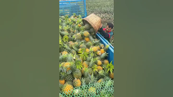 Pineapple Harvest Is A Hard Job #satisfying #shortsvideo - DayDayNews