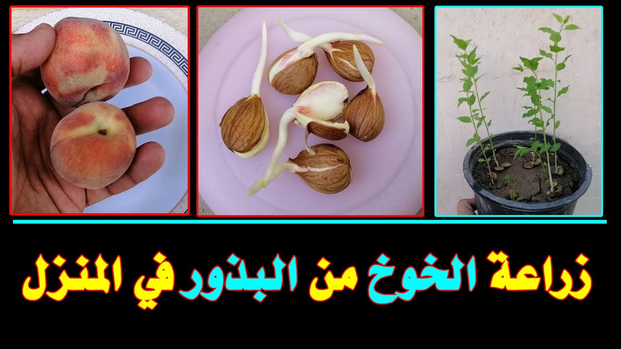 زراعة الخوخ أو الدراق من البذور في المنزل بأسهل الطرق | Growing peaches from seeds at home