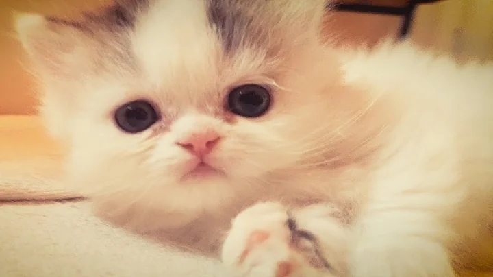 Video 11940591: munchkin kittens love, munchkin kitten playing, munchkin cat, kittens love mom