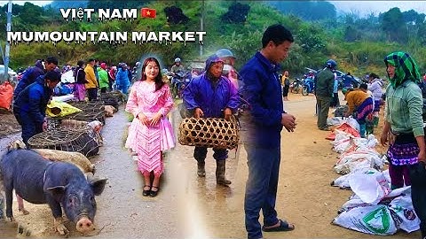 Chợ Phiên Cốc Ly | Đặc Sản Lợn Bản, Dê Núi & Đồ Rừng Quý Hiếm Tây Bắc